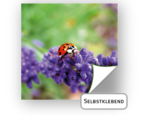 SK-Folie, monomer mit ablösbarem Kleber, weiß oder transparent